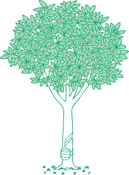 Tree illustration